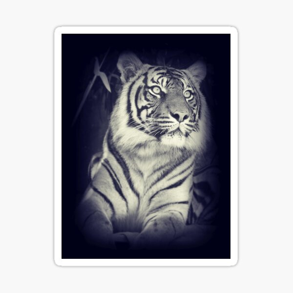 Black & White Sumatran Tiger Sticker