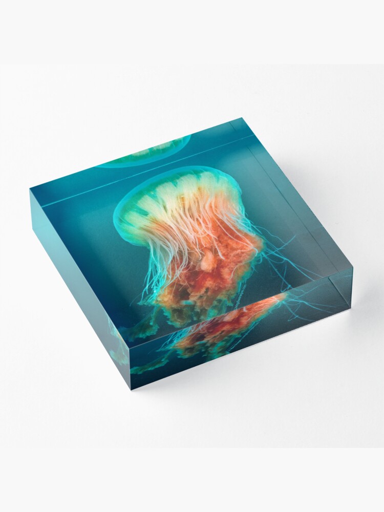 Alternate view of Egg Yolk Jelly, 1999 Acrylic Block