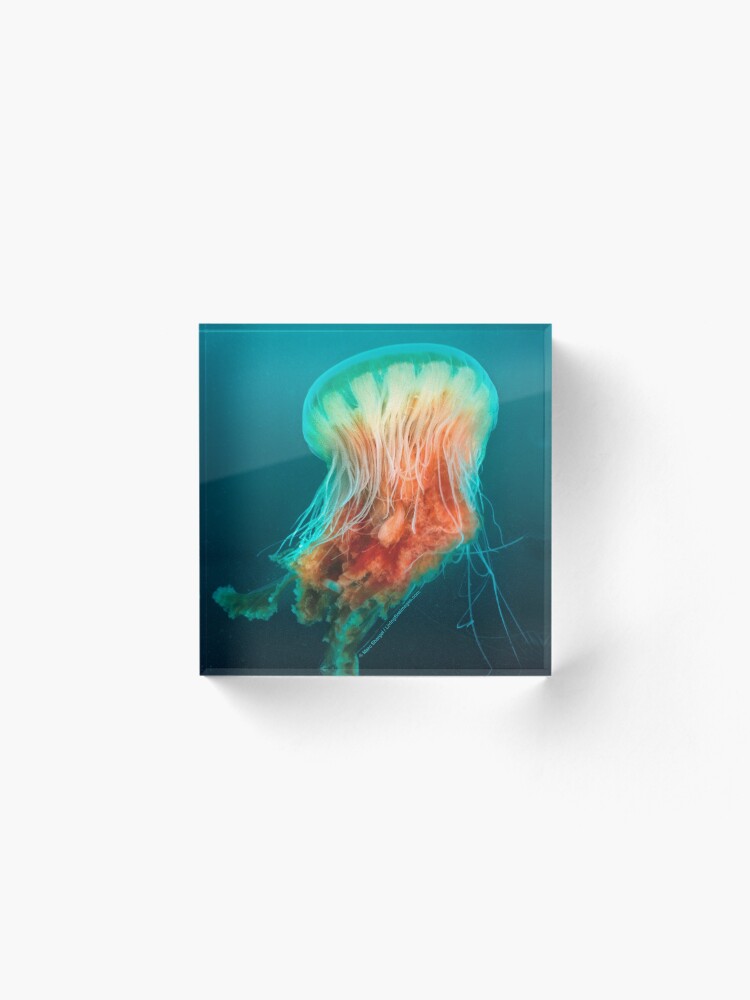 Alternate view of Egg Yolk Jelly, 1999 Acrylic Block