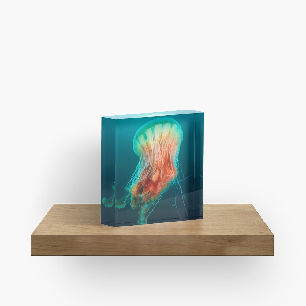 Egg Yolk Jelly, 1999 Acrylic Block