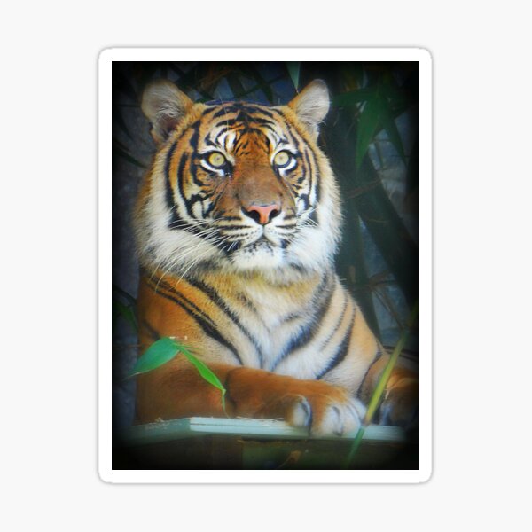 Tiger Sticker