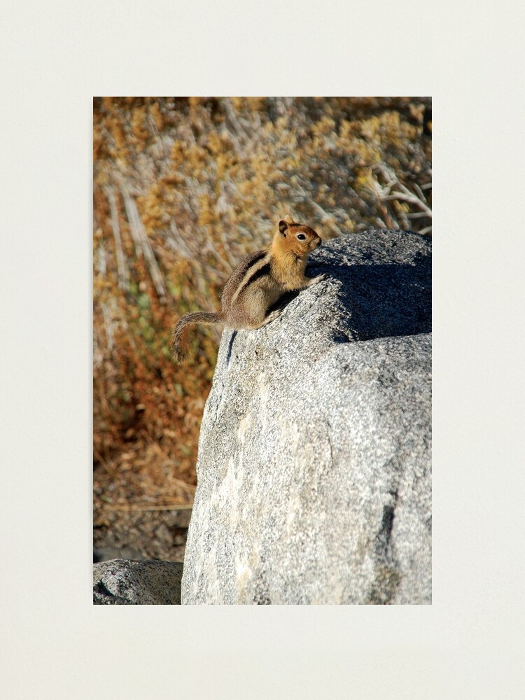 Alternate view of Golden-mantled Ground Squirrel Photographic Print
