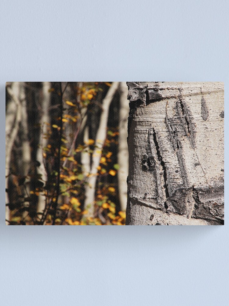 Alternate view of Bear Claw Scratch on Quaking Aspen Canvas Print