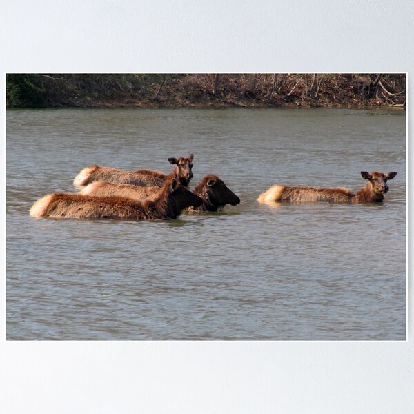 Item preview, Elk in the Water designed and sold by Carol Bock.