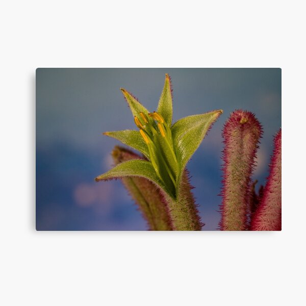 Item preview, Pink Kangaroo paw designed and sold by DPalmer.