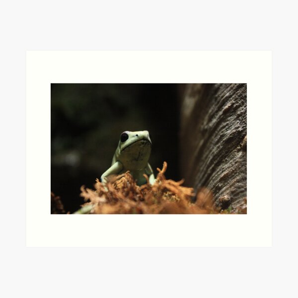 Aperçu de l'œuvre Poison Dart Frog créée et vendue par Yacoub Hilweh.