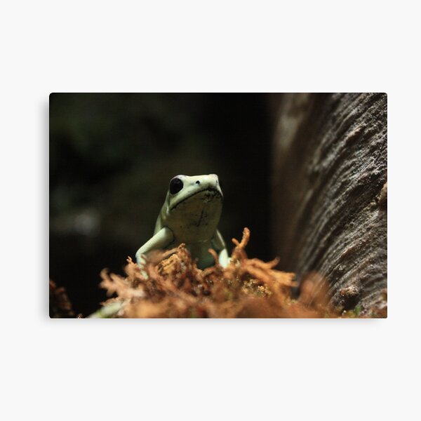 Aperçu de l'œuvre Poison Dart Frog créée et vendue par Yacoub Hilweh.