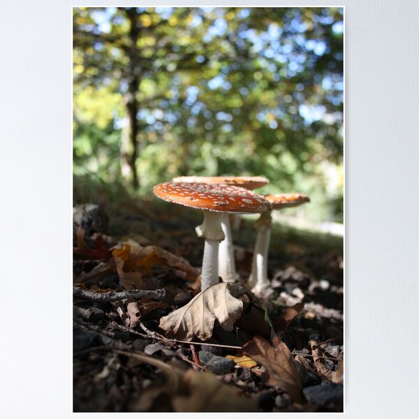 Item preview, Mushrooms enjoying a bit of sun designed and sold by Silvia Stewart.