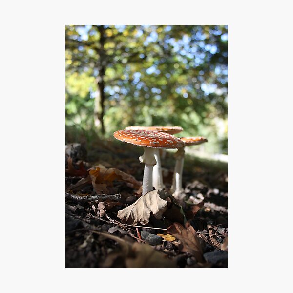 Item preview, Mushrooms enjoying a bit of sun designed and sold by Silvia Stewart.