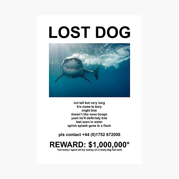 lost dog poster - shark Photographic Print