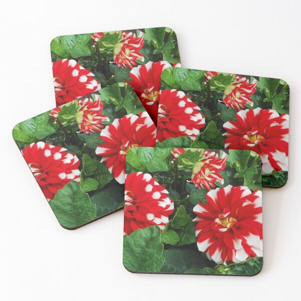 Item preview, White Tipped Red Dahlias designed and sold by SunriseRose.