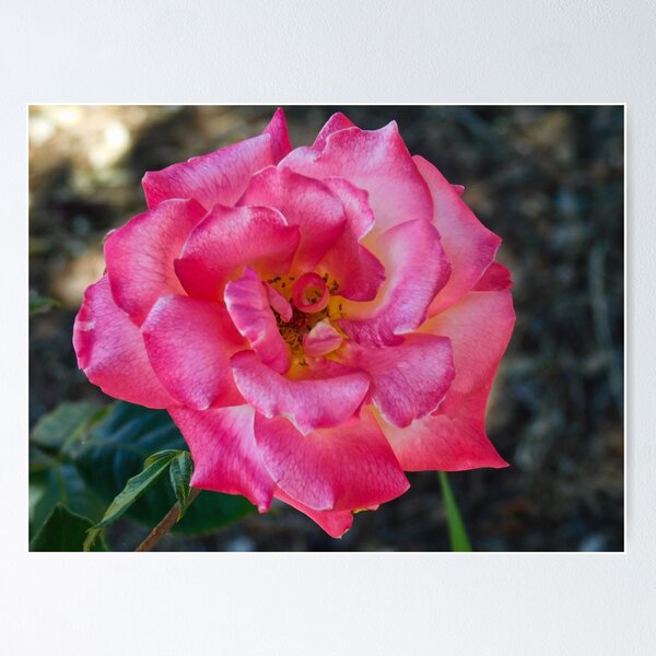 Item preview, Flower 1 designed and sold by cbellaphoto :).