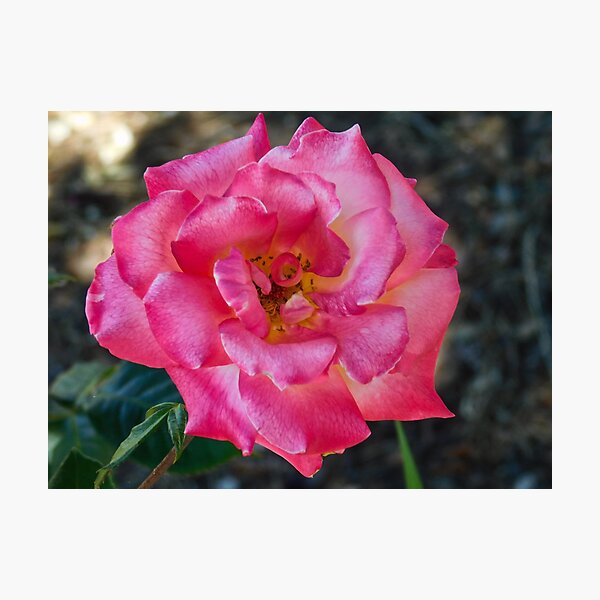 Artikelvorschau, Blume 1 entworfen und verkauft von cbellaphoto :).