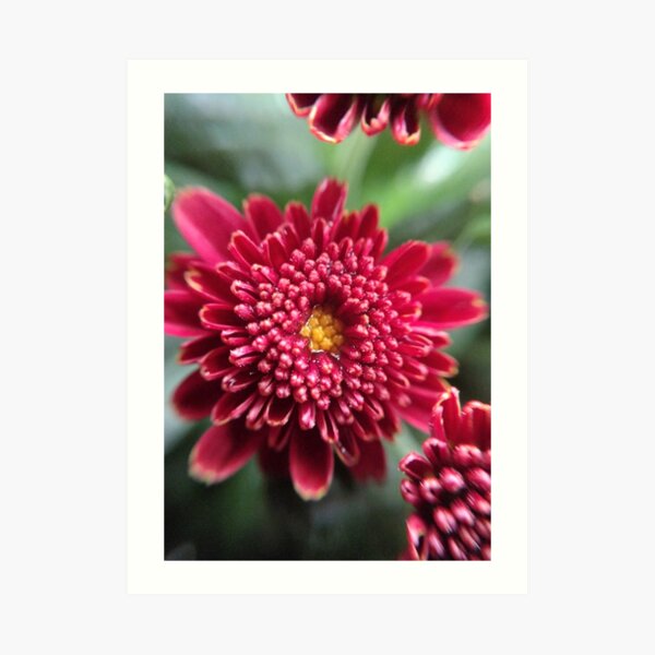 Dew Art Print