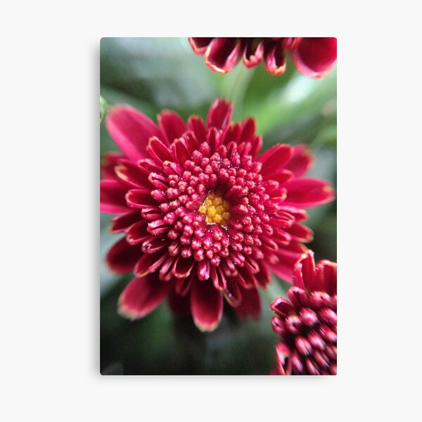 Dew Canvas Print