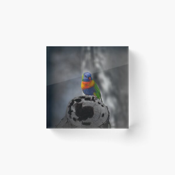 Item preview, Rainbow Lorikeet_5114A designed and sold by SEADOGPRINTS.