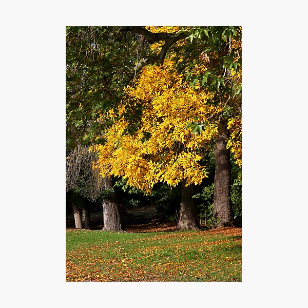 Item preview, ~ Autumn's Way ~ Mylor ~ designed and sold by LeeoPhotography.