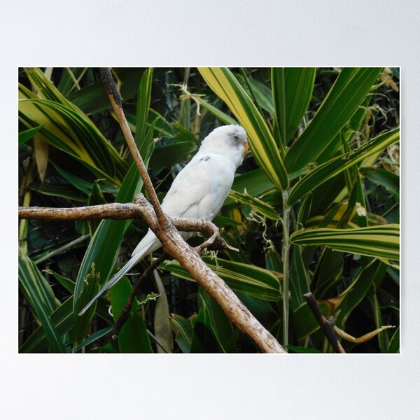 Item preview, Bird designed and sold by cbellaphoto :).