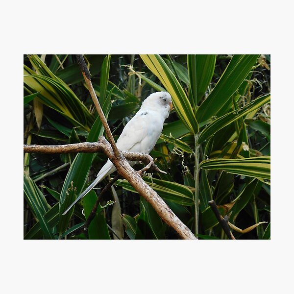 Artikelvorschau, Vogel entworfen und verkauft von cbellaphoto :).