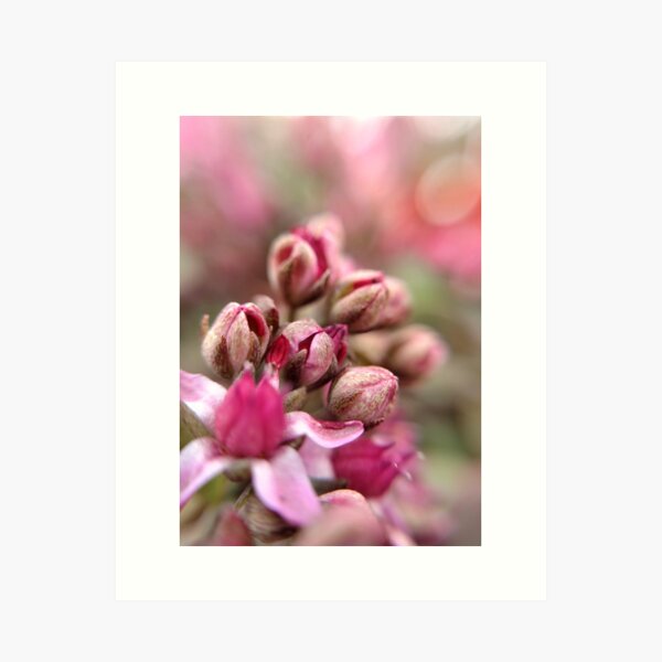 Cluster Buds Art Print