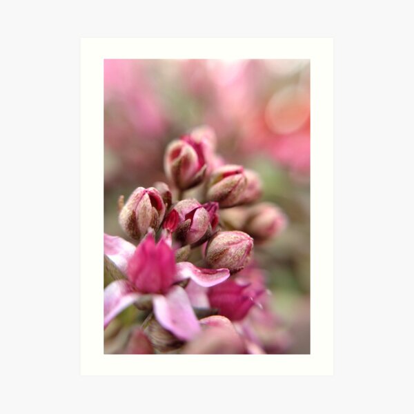 Cluster Buds Art Print