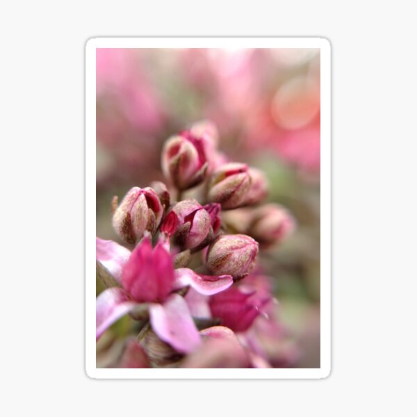 Cluster Buds Sticker