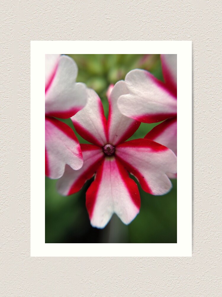 Alternate view of Pink Stripes Art Print
