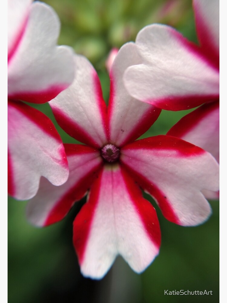 Pink Stripes by KatieSchutteArt