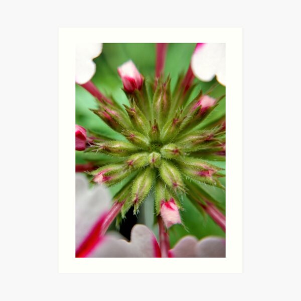 Pink Stripes 2 Art Print