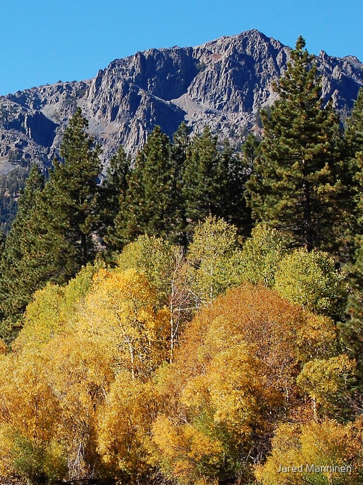 Mount Tallac and Golden Trembling Aspens by JaredManninen