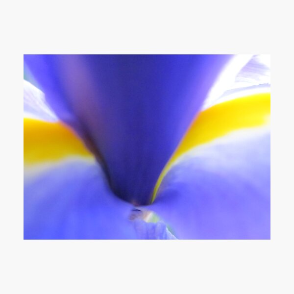 Item preview, Iris in Love II designed and sold by Patricia  Butler.