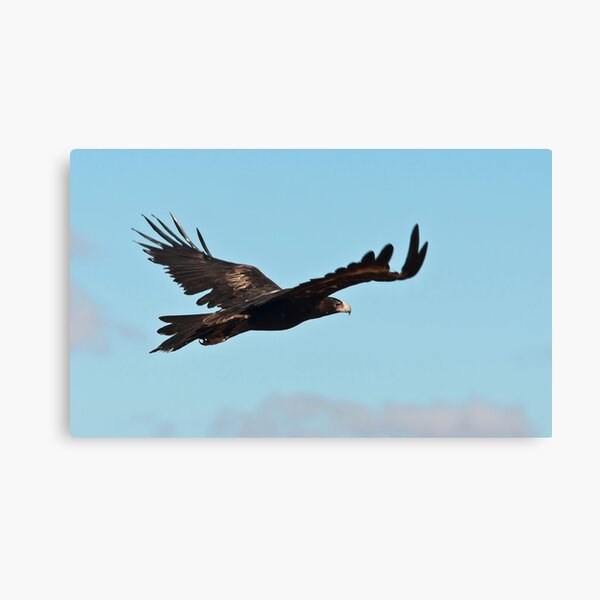 Wedge tailed eagle Canvas Print