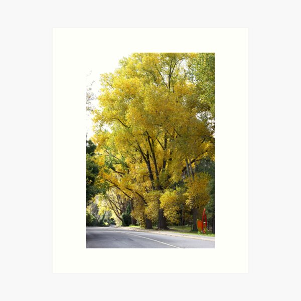 Item preview, ~ Stirling ~ designed and sold by LeeoPhotography.