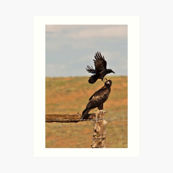 Wedge tailed eagle Vs a brave crow 2 Art Print