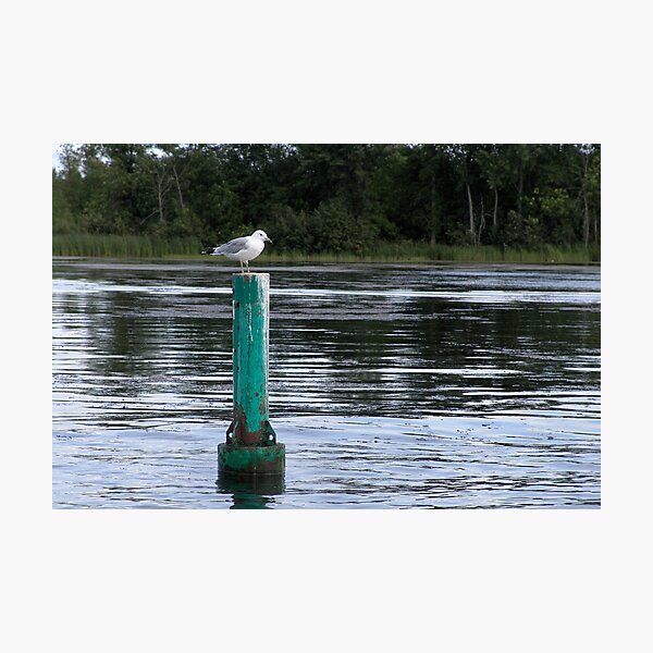 Seagull Standing Guard On The Rideau River Photographic Print