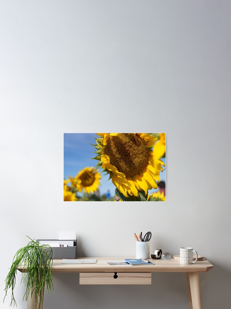 Thumbnail 2 of 3, Poster, Sunflower designed and sold by dianacaptures.