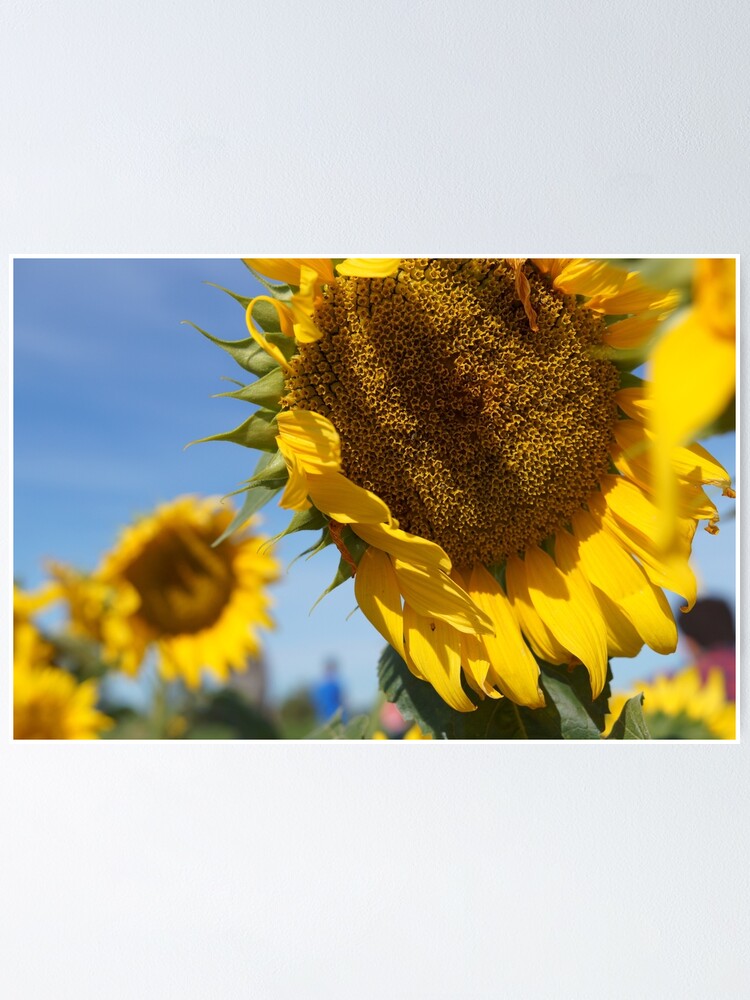 Thumbnail 1 of 3, Poster, Sunflower designed and sold by dianacaptures.