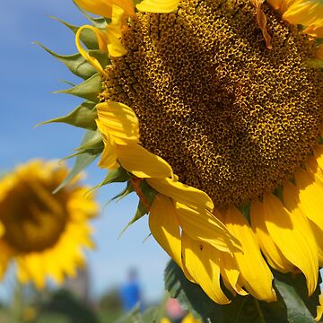 Artwork thumbnail, Sunflower by dianacaptures