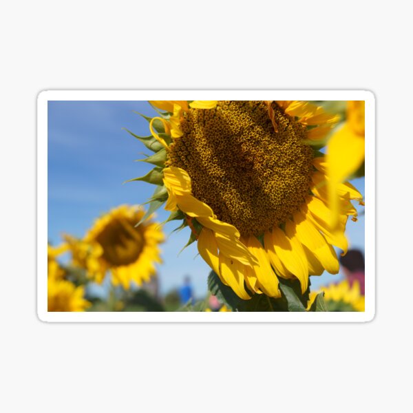 Artikelvorschau, Sonnenblume entworfen und verkauft von dianacaptures.