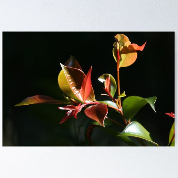 Item preview, Lilly Pilly leaves designed and sold by paulinea.