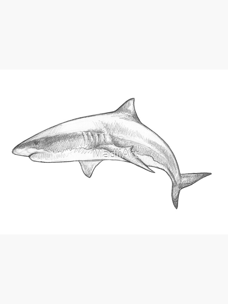 Great White Shark V - Monochromatic Pencil Line Sketch - Drawing by  MadliArt Art Board Print for Sale by MadliArt