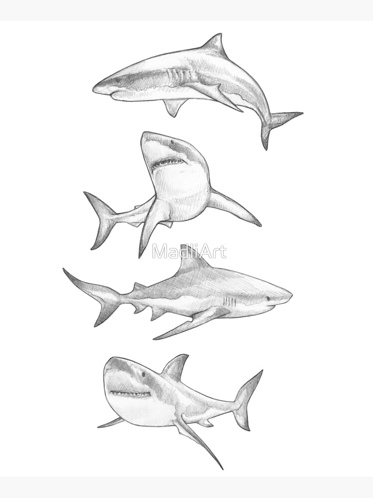 Shark Drawing Ideas ➤ How to draw a Shark Step by Step