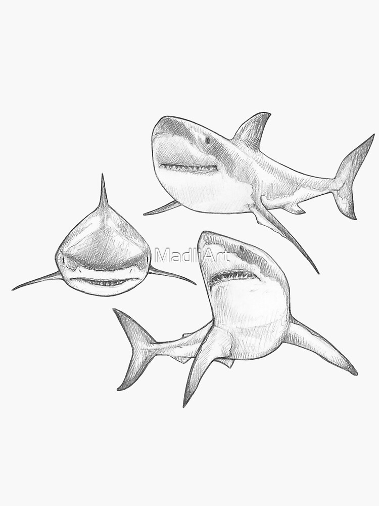 Three Great White Sharks Monochromatic Pencil Line Sketch Drawing By MadliArt Sticker For