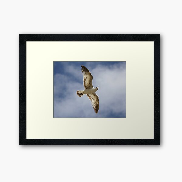 Item preview, Sea Gull Searching designed and sold by Paulette1021.