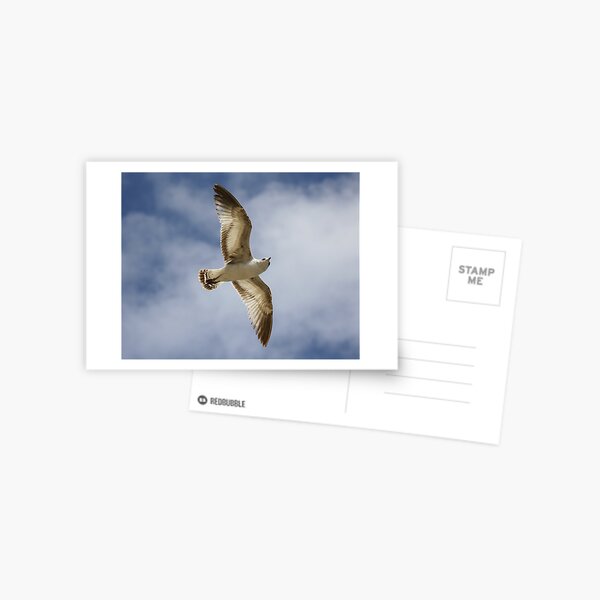 Item preview, Sea Gull Searching designed and sold by Paulette1021.