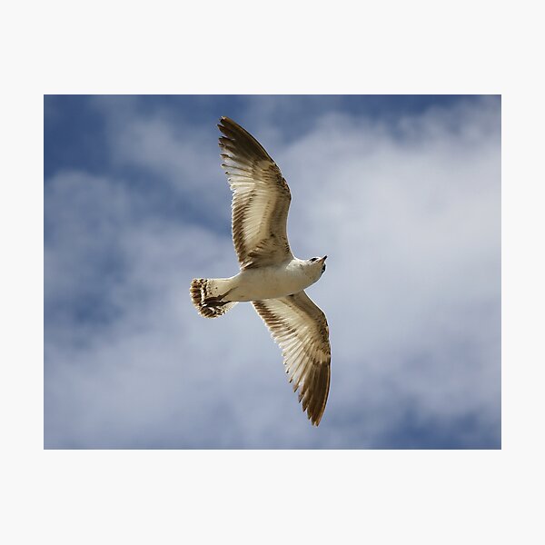 Item preview, Sea Gull Searching designed and sold by Paulette1021.