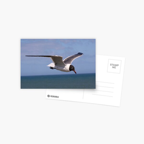 Item preview, Laughing Gull Searching for a Fish designed and sold by Paulette1021.