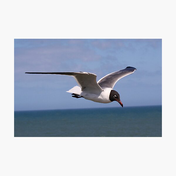 Item preview, Laughing Gull Searching for a Fish designed and sold by Paulette1021.