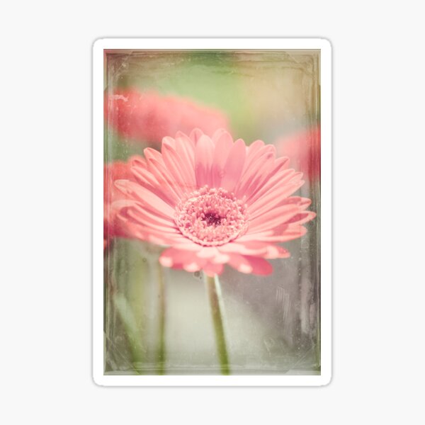 Gerbera Sticker