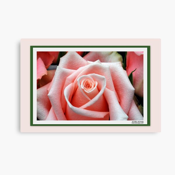 Simply.. Canvas Print